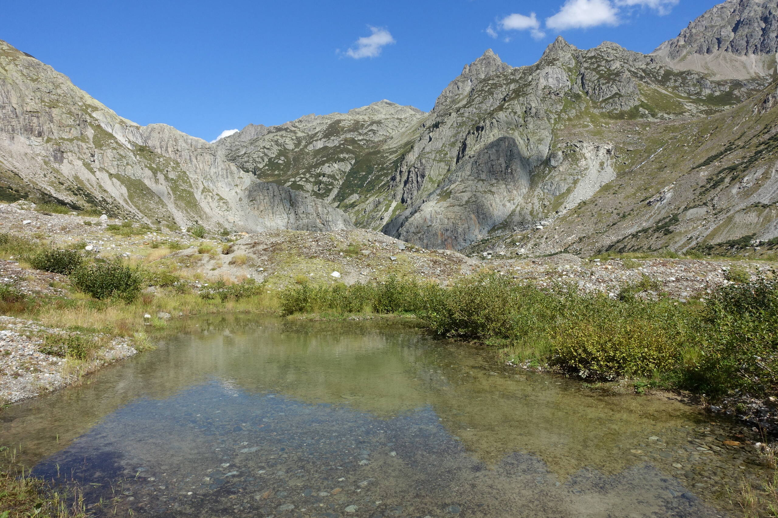 Tümpel mit mit Ansätzen zu Ufer- und Feuchtvegetation und ersten Amphibien am Südufer des Triftsees